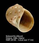 Notocochlis dillwynii
